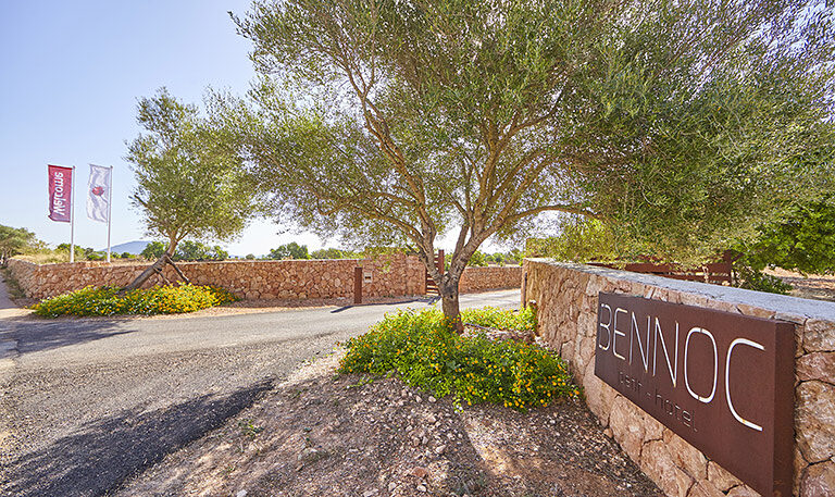 The entrance to Bennoc: an olive tree over a dry-stone wall and a flat sign reading BENNOC beside the gravel drive