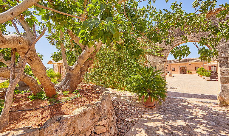 An old fig tree shading a dry-stone wall, with a stone arch leading through into the paved courtyard beyond