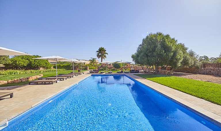 A long blue pool set in lawn, with cream parasols, sun loungers, an olive tree and the low farmhouse beyond